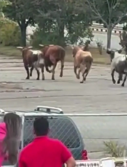 [IMG: A load of bulls beyond the car park]