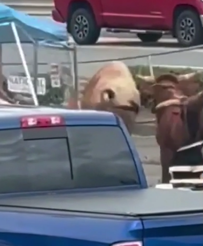 [IMG: A load of bulls leaving the car park]