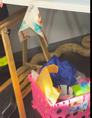 [IMG:
 snake not wearing hi-vis]
