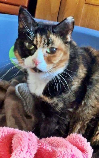[IMG: Gizzy seemingly fine on the day before her death]