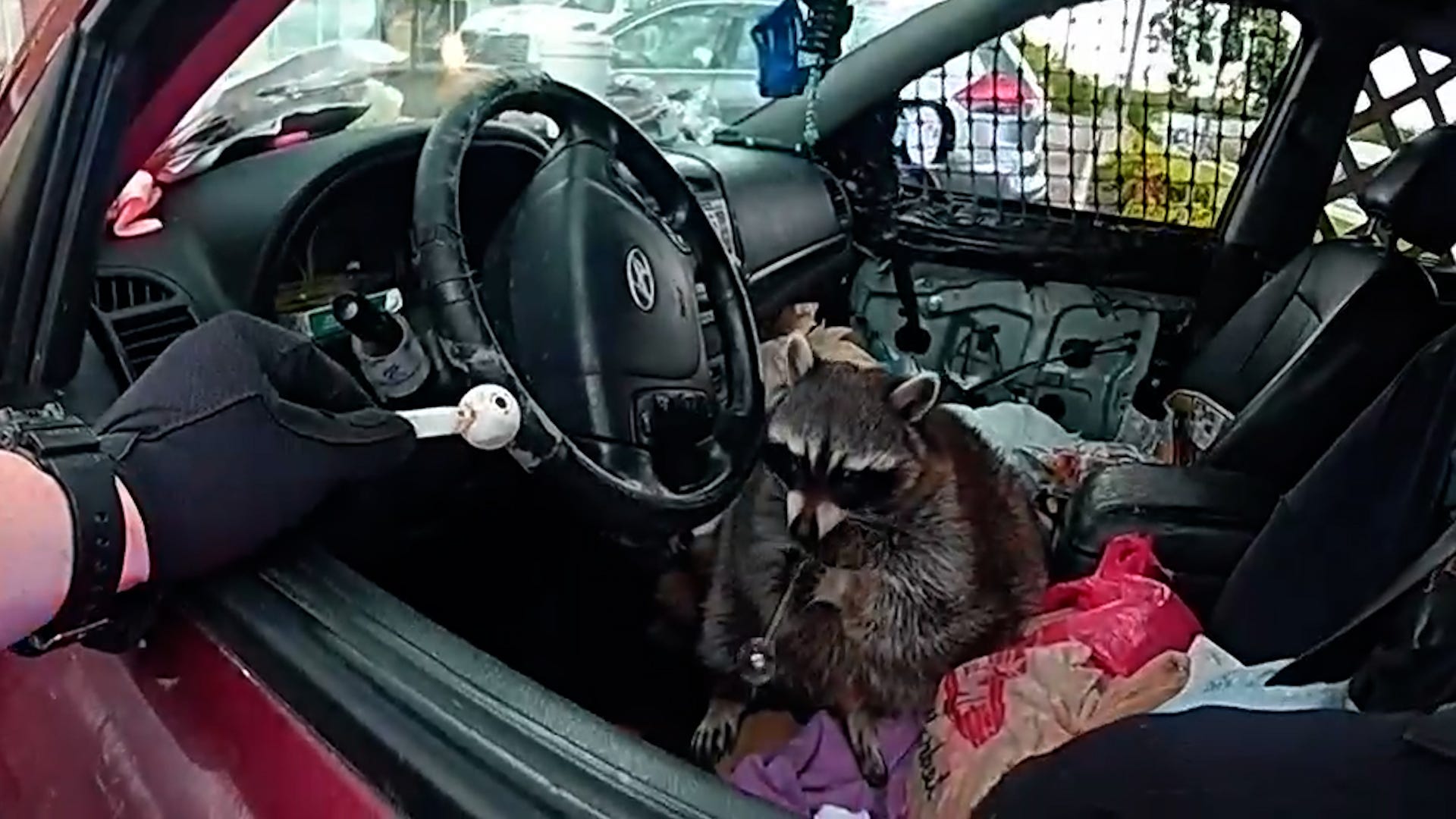 [IMG: Chewy in action, courtesy of Springfield police bodycams]