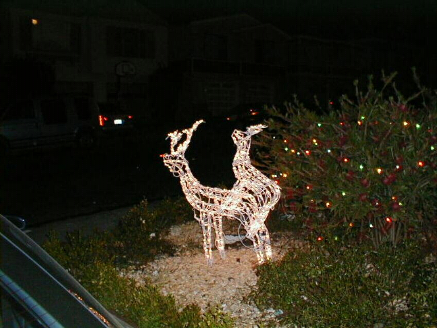 [IMG: Reindeer lights]