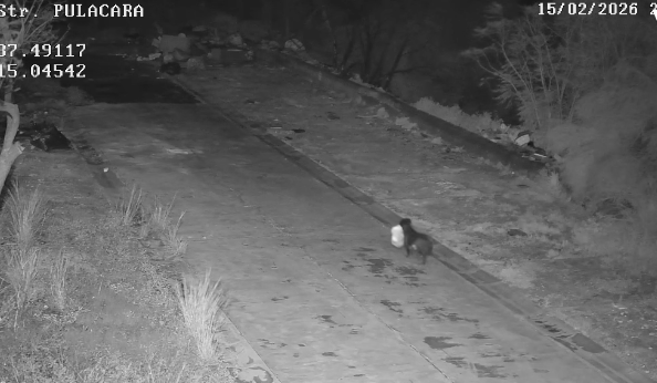 [The canine caught with a bag]