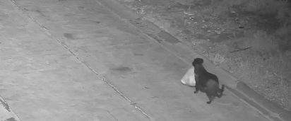 [The canine delivering a second bag]