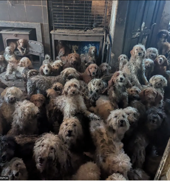 [IMG: Dozens of non-AI-generated doggies in one room]