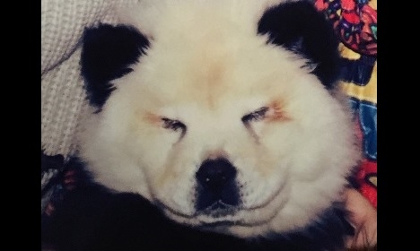 [IMG: One of the panda-painted chow-chows]