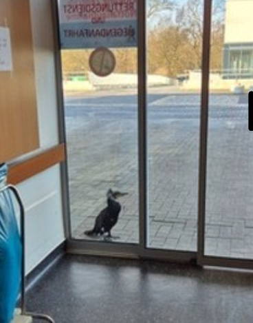 [The cormorant seeking treatment]