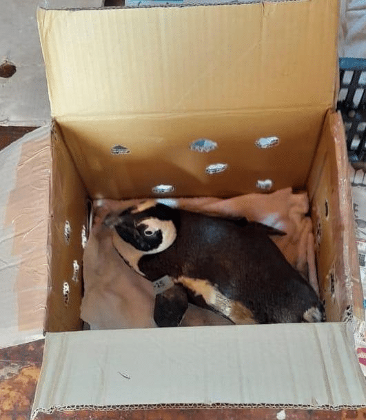 [IMG: The penguin in a box]