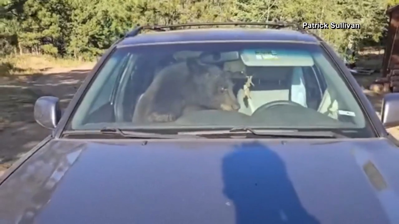 [IMG: the bear behind the wheel]