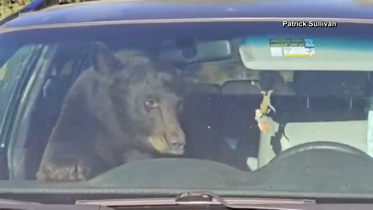[IMG: a closer look at the bear behind the wheel]