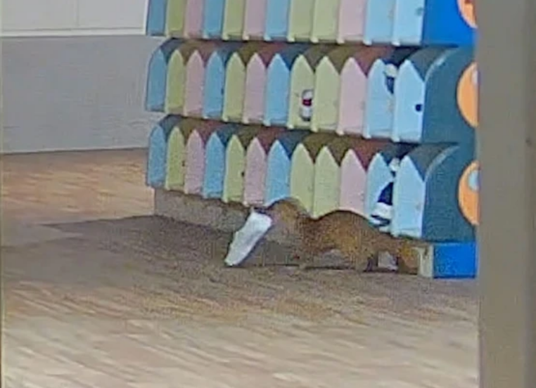 [IMG: the culprit - a weasel with a shoe]