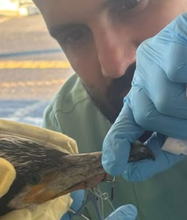 [The cormorant receiving treatment]