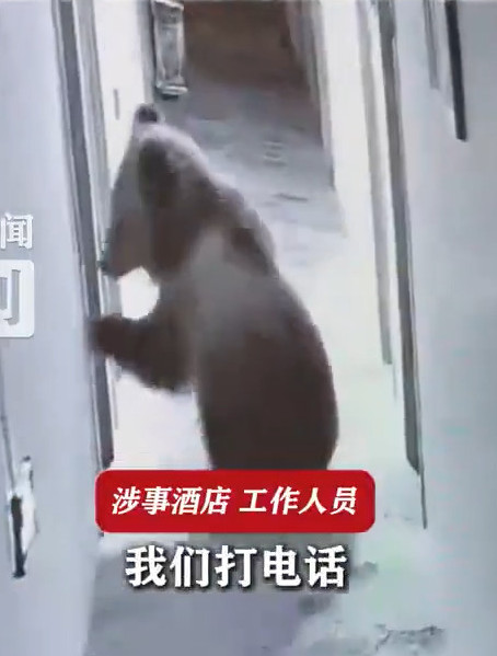[IMG: the bear without a hotel key card]