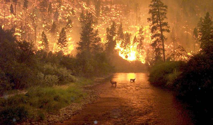 [IMG: Bitterroot National Forest, photographed by John McColgan]