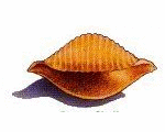 [noods illustration - shell]